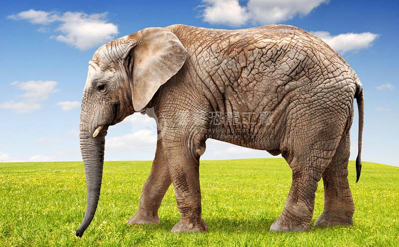 仿真动物非洲大象