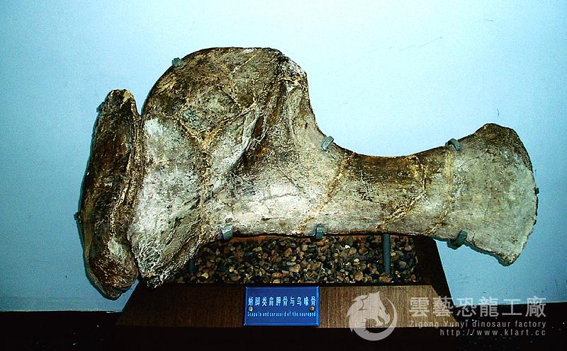 恐龙肩胛骨标本模型